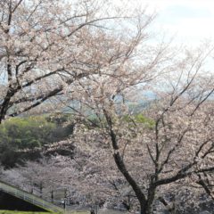 4月10日桜